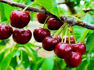 سرمازدگی تولید گیلاس اشنویه را به نصف رساند