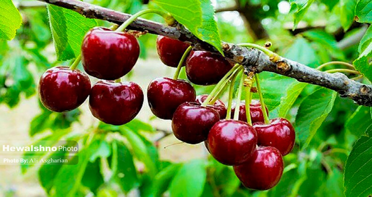 سرمازدگی تولید گیلاس اشنویه را به نصف رساند