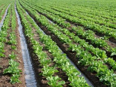 چغندرقند آذربایجان‌غربی در مسیر کشت کم‌آب‌بر قرار گرفت