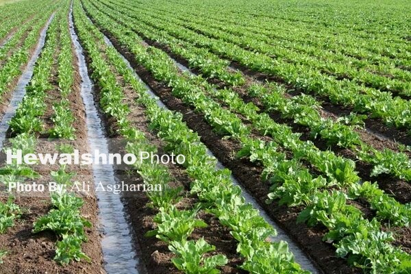 چغندرقند آذربایجان‌غربی در مسیر کشت کم‌آب‌بر قرار گرفت