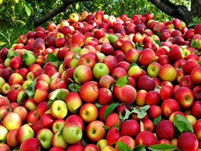پیش‌بینی تولید ۲۰۰ هزار تن سیب در اشنویه