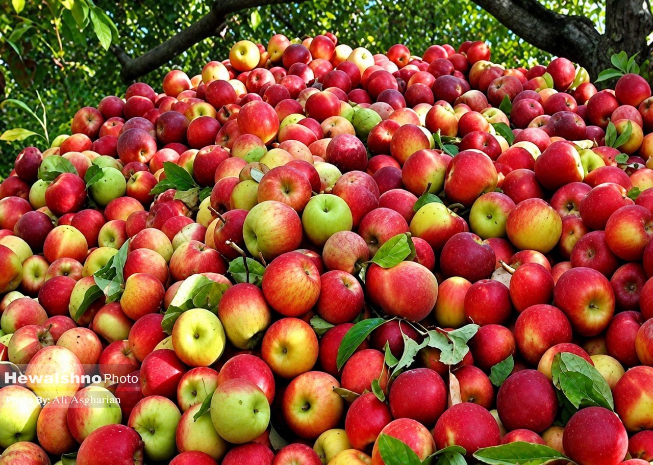 پیش‌بینی تولید ۲۰۰ هزار تن سیب در اشنویه