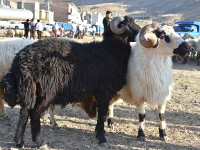 مهار ۱۰۵۵ رأس گوسفند قاچاق در مرزهای آذربایجان‌غربی