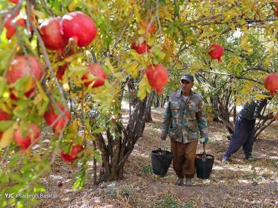 باغداران آذربایجان‌غربی آماده برداشت انار از باغات شدند